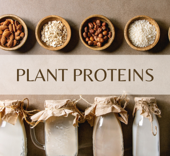 plant protein ingredient pea soy rice protein supplier thailand